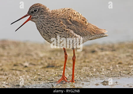 Chevalier arlequin (Tringa totanus) appelant, Ecosse, Royaume-Uni. Banque D'Images