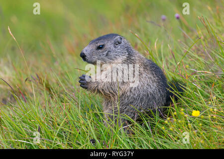 Marmotte des Alpes (Marmota marmota) dans les alpages en été, le Parc National du Hohe Tauern, Carinthie, Autriche Banque D'Images