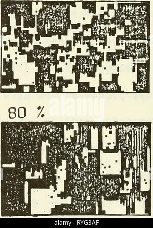 Dans la zostère Buzzards Bay : distributation, la production et l'évolution de l'abondance historique eelgrassinbuzzar coût Année : 1988 100 70 90 Banque D'Images