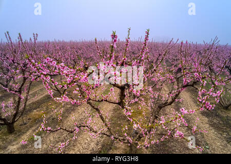 Vue aérienne le verger de pêchers dans a fleuri au printemps dans la plaine de Veria, dans le nord de la Grèce Banque D'Images