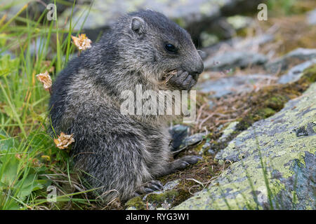 Marmotte des Alpes (Marmota marmota) alimentation juvénile en alpage en été, le Parc National du Hohe Tauern, Carinthie, Autriche Banque D'Images