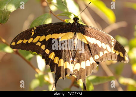 Close up de mariposa negra con amarillo pasando en un arbol de mi jardin, foto tomada con un lente 18-55 mm canon marque un plena luz del día Banque D'Images