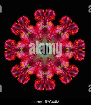 Fine art décoratif floral et géométrique Motif/couleur/déco ornement/ mandala fait à partir de photos de macro tulipes rouge vert sur fond noir en vin Banque D'Images