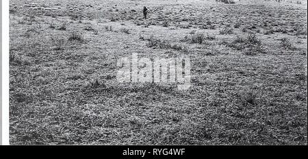 Quatre-vingts ans de la végétation et les changements de paysage dans les Grandes Plaines du nord : un dossier photographique eightyyearsofveg45klem Année : 2001 Photographie originale le 19 octobre 1909. Re- produit diapositive noir et blanc ; Shantz W-6- 1909 manquant. Face à l'ouest. ^ Premier reprendre et Description Le 12 août. 1960. W.S.P.. N° 2390. La végétation est principalement et Bouteloua gracilis Bouteloua hirsuta. Carex Jilifolia s'élève à près de la moitié de la couverture du sol dans de nombreux endroits. Stipa comata et Artemi- sia Jilifolia compte pour la plupart des autres la croissance. Quelques plantes de Liatris punctata et Psoralea tenuiflora sont Banque D'Images