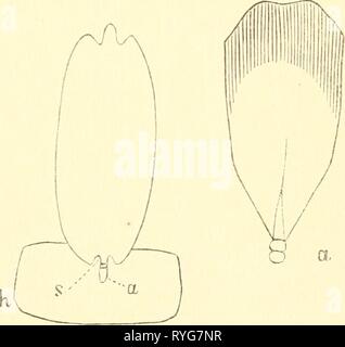 Einführung in die Kenntnis der Insekten Année einfhrungindie00kolb : [1889]-1893 Schuppen der Schmetterlinge. 31 Litteratur. Testicule, F., Zum feineren Bau der Arthropoden. Mit 1 Taf. (Archiv f. Anatomie und Physiologie. 1855. S. 376-480.) Semper, Carl, Beobachtungen über die Bildung der Haare und Schuppen, riügel bei den Lepidopteren. Mit 1 Taf. (Zeitschrift f. wissensch. Zoologie. 1857. Bd. 8. S. 326-339.) Landois, H., Beiträge zur Entwicklungsgeschichte der Schmetter- lingsflügel in der Raupe und Puppe. Mit 1 Taf. (Zeitschr. f. wissensch. Zoologie. Bd. 21. 1871. S. 305-316.), A. Weismann, l'UEB Banque D'Images