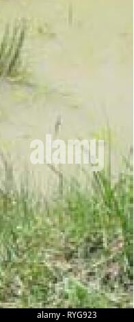 Enquêtes aquatiques et l'évaluation de la région de Slim Buttes Harding et Butte Co., SD E7B0A490-9C23-4F66-8B12-C76B17101B65 Année : 2006 Figure 44. South Fork Moreau River # 1 (AES005), à l'habitat piscine végétative à partir de pont -^ ^^^-&"^^^^^m W ll^ ''f â .* #  â-^ ^Ji -4 -^ Banque D'Images