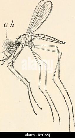Elementaryentomo entomologie élémentaire00sand Année : [c1912] ENTOMC ÉLÉMENTAIRE 44)L( )GY considéré comme probablement auditif. Dans le mâle, et probablement dans d'autres formes, les antennes ont une fonction auditive qui leur permet de trouver les femelles, comme c'est montré par leur vibrant à l'unisson avec un son produit par un diapason de la même hauteur que celle faite par la femelle avec ses ailes. 53. Moustique femelle montrant les poils auditifs (ah] sur les antennes. (Après la Jordanie et Kellogg) Banque D'Images
