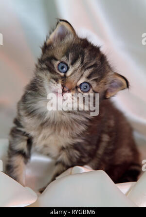 Quelques semaines à peine sucré chat norvégien chaton aux yeux bleus Banque D'Images