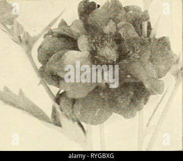 Dreer's Liste des prix de gros pour les fleuristes1936dreerswholesalep henr Année : 1936 HENRY A. DREER graines de fleurs vivaces LISTE GROS Geum, Mme Bradshaw benoîte Geum-Pavonia fl. pi. Belle plante vivace entendre- ing abondamment grande voyante, fleurs pourpre foncé double. Échange pkt. 25c ; oz. SI.25. Mme Bradshaw. Grande chambre double orange-rouge. Échange pkt. 40c ; oz. S2.00. Lady Stratheden. Lnrge riche de fleurs doubles jaune doré. Échange pkt. 40c ; oz. S2.00. Prince d'Orange (Nouveau). Golden orange brillant brillant fleurs. Tr. pkt. 50c ; oz. SI.00. Gypsophila-Baby's Breath Le Foll Banque D'Images