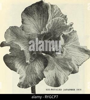 Dreer's Liste des prix de gros : des graines de fleurs pour le fleuriste plantes pour les fleuristes, les ampoules pour les fleuristes, engrais, fongicides, insecticides, met en œuvre, etc1916dreerswholesalep henr Année : 1916 58 HENRY A. DREER, Philadelphie, PA., LISTE DES PRIX DE GROS SIX PÉTALES Dreer IRIS JAPONAIS Iris japonais l'Empire. Ces magnifiques Iris sont parmi les plus belles de nos hardy au début de l'été, les plantes à fleurs et sont destinées à devenir que pop- ular comme les hardy Phlox et Pasonies. Ils sont précieux non seulement en floraison décorative'sujets pour le jardin, mais sont également très utiles comme les fleurs coupées. Notre st Banque D'Images