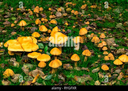 La saison des champignons dans la région de Suwalki du nord-est de la Pologne durant les mois d'automne Banque D'Images