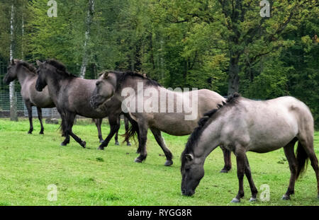 Un troupeau de la célèbre et rare des chevaux Konik du parc national de Bialowieza en Pologne orientale que l'on croit être les descendants du cheval Tarpan préhistorique Banque D'Images