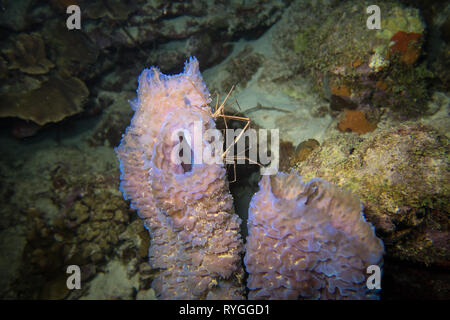 Deux Yellowline (Stenorhyncus seticornis Crabe Flèche) assis sur un beau bleu corail sur le récif de l'île de Bonaire tropicales dans les Caraïbes Banque D'Images