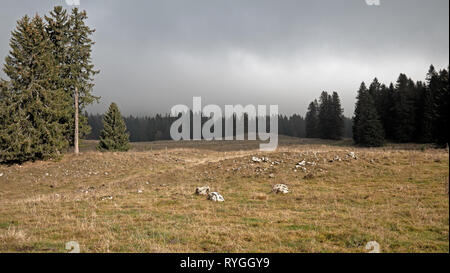 Misty les forêts et les arbres des champs herbeux dans les montagnes des Alpes de Suisse. Banque D'Images