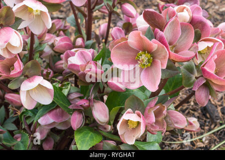 Helleborus 'pink frost' fleurs, plantes dans un jardin anglais, au Royaume-Uni, en mars Banque D'Images