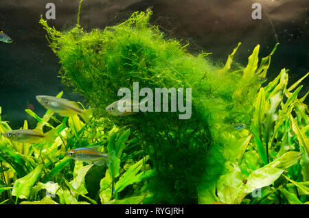 Les cheveux ou Thread sur algues vertes la mousse de Java dans un aquarium d'eau douce tropicaux Banque D'Images