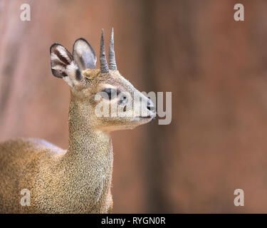 Klipspringer (Oreotragus oreotragus) ou un petit closeup portrait d'antilope Banque D'Images