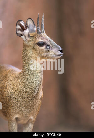 Klipspringer (Oreotragus oreotragus) ou un petit closeup portrait d'antilope Banque D'Images