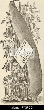 Drumm Semences et Co drummseedfloral Floral tambour1895 0 Année : 1895 10 Semences florales et Drumm Co. meilleur. À maturité rapide, lent à retaing thtir harden, juteuse, son goût délicieux pendant des jours après qu'ils sont prêts à tirer. Les gousses sont blanc ivoire, de bonne taille, rond et très charnues. Paquet, 10C, 30C, pinte pinte ;, 55c VIOLET FLAGEOLET DE LA CIRE. (PERFECTIONWAX.) Plante très grand. Gousses longues et larges, plus longs que ceux de l'écarlate, et plus tordu. Un peu plus tard que l'écarlate, mais nettement supérieur en paquet, 10c., pinte, 25c ; pinte, 45c. ,HENDERSON'S dwarf bush ok LIBIA. Se développe sans l'aide de pieux ou p Banque D'Images