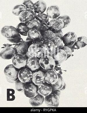 Effets des atmosphères d'ozone sur la détérioration des fruits et légumes après la récolte 0801 effectsofozoneat spal Année : 1968 BN-29474 Figure 5.-L'influence de l'ozone sur le développement de moisissure grise des raisins en grappes Tokay typiques de la couche supérieure de la télévision (en haut) et de la couche inférieure de l'appartement, avec la dernière bottes à l'envers (descente) : un raisin, tenue à l'air pendant 7 jours à 60° F. montrant Botrytis cinerea- moule couvrir la surface supérieure de raisins dans la couche supérieure et couvrant la surface inférieure du raisin dans la couche inférieure ; B, les raisins qui a eu lieu dans les mêmes conditions qu'une mais w Banque D'Images