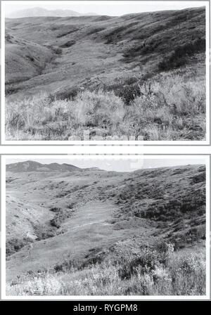 Quatre-vingts ans de la végétation et les changements de paysage dans les Grandes Plaines du nord : un dossier photographique eightyyearsofveg45klem Année : 2001 Photographie originale 18 septembre 1917. Shantz 0-8-1917. Face à l'Est. Tout d'abord reprendre et Description Le 30 juin 1959. W.S.P., H-9-1959. À la recherche d'un ruisseau côté bas de Judith River. Andropogon scoparius était abondant dans la photo d'origine mais très rare dans la reprendre. Shepherdia canadensis le long creek beaucoup augmenté (de Phillips 1963. p. 25). Deuxième reprendre le 21 juillet, 1998. Kav-4326-35. Â"W*fe ^- .*Â Â"--â .'.â - Â -Â Â Â,.- V' . ''¢â â â 'en. Banque D'Images