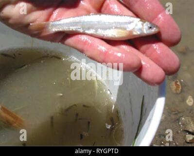 Enquêtes aquatiques et l'évaluation de la région de Slim Buttes Harding et Butte Co., SD E7B0A490-9C23-4F66-8B12-C76B17101B65 Année : 2006 Figure 6. Un échantillonnage de poissons géré par la senne tournante avec un 20 ft. La figure 7. Le méné d'une senne dans la Petite Rivière Missouri avant de le relâcher. Banque D'Images