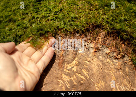 Mousse sur l'écorce endommagée de l'arbre gratté par le cerf. Le cerf a endommagé le tronc d'arbre dans le parc national de Killarney, comté de Kerry, Irlande Banque D'Images