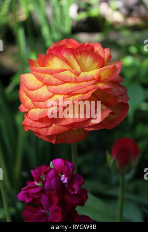 Ranunculus asiticus, belle fleur qui pousse dans le jardin. Banque D'Images