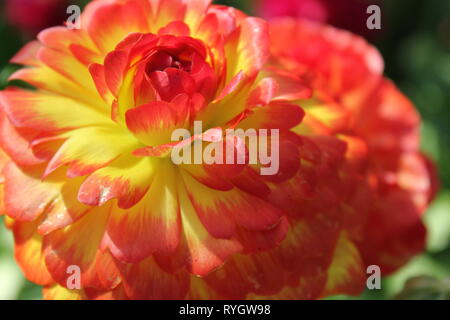 Ranunculus asiticus, belle fleur qui pousse dans le jardin. Banque D'Images