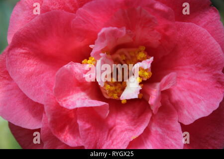 Ranunculus asiticus, le buttercup perse, Ranunculaceae, belle fleur poussant dans le jardin. Banque D'Images