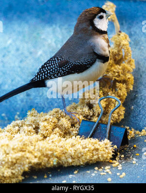 Double-prescription d'oiseaux (Taeniopygia bichenovii Finch), également appelé Owl Finch. Banque D'Images