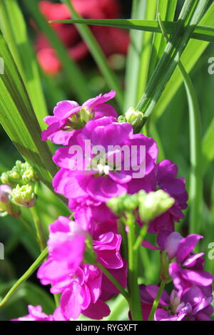 Matthiola incana, stock de houary, stock de dix semaines, croissant dans le pré. Banque D'Images