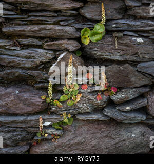 Dursey Island, Cork, Irlande. 13e fleurs sauvages poussant sur un mur de pierre d'une vieille maison à Dursey Island, dans le comté de Cork, Irlande. Banque D'Images