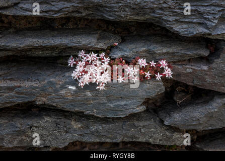 Dursey Island, Cork, Irlande. 13e fleurs sauvages poussant sur un mur de pierre d'une vieille maison à Dursey Island, dans le comté de Cork, Irlande. Banque D'Images