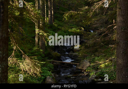 Haut de vieux arbres poussent sur les pentes des montagnes. La conquête de sommets. L'Ukraine Banque D'Images