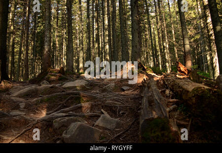 Haut de vieux arbres poussent sur les pentes des montagnes. La conquête de sommets. L'Ukraine Banque D'Images