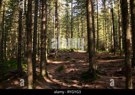 Haut de vieux arbres poussent sur les pentes des montagnes. La conquête de sommets. L'Ukraine Banque D'Images