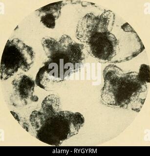 Habitants de la mer et à terre dwellersofseasho00crow Année : 1935 La lune 43 escargots de petites créatures. Mais dans le cas de la majorité, la finale va-t-il dans l'estomac de ce même les moules qui servent de proies à la pleine lune à escargot. Maintenant, dans une certaine mesure, les deux mollusques que j'ai examiné ici, la moule et la lune escargot, peuvent être considérés comme représentatifs de leurs classes. C'est à dire, l'un est en grande partie typique de la les bivalves, ou libre-NATATION VBLR (^ LA LUNE D'ESCARGOT. (GRE). ÉLARGIE TLY.les pélécypodes ; l'autre est un exemple de l'univalves, ou des gastéropodes. C'est Banque D'Images