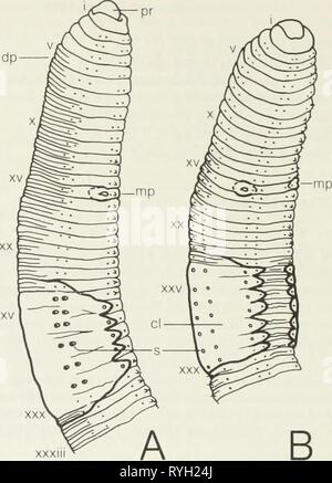 Les vers de terre (lumbricidae et sparganophilidae) Banque D'Images