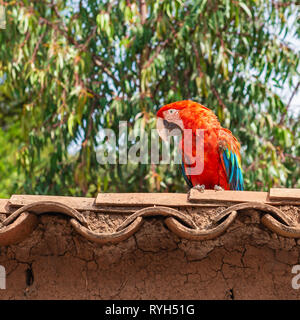 Un ara rouge (Ara macao) debout sur un toit dans la forêt tropicale du Pérou, Amérique du Sud. Banque D'Images