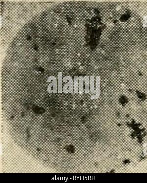 Le microscope électronique, son développement, le rendement actuel et les possibilités futures electronmicrosco00gabo Année : 1948 ^ (a) B. Subtilis • Banque D'Images