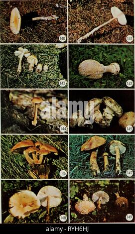 Champignons vénéneux et comestibles du Canada ediblepoisonousm00grov Année : 1979 89 Banque D'Images