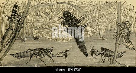Entomologie élémentaire (1912) Banque D'Images