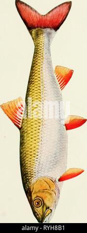 L'écologie et l'économie de l'Oneida Lake fish ecologyeconomics adamrich Année : 192800 Banque D'Images