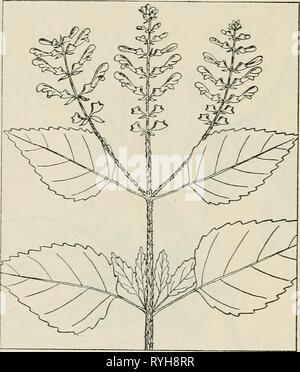 Les plantes de la drogue de l'Illinois drugplantsofilli teho44Année : 1951 Banque D'Images