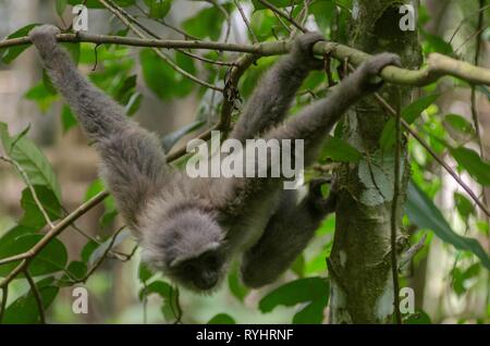 L'ouest de Java. 14Th Mar, 2019. Un Javan gibbon Hylobates Moloch argenté ( ) balançoires sur un arbre après avoir libéré le wild à Gunung Tilu conservation sauvage dans l'Ouest de Java, en Indonésie. 14 mars 2019. Deux de Javan silvery gibbons ont été libérés à wild de renforcer la population de ce tournoi. Credit : Septianjar/Xinhua/Alamy Live News Banque D'Images