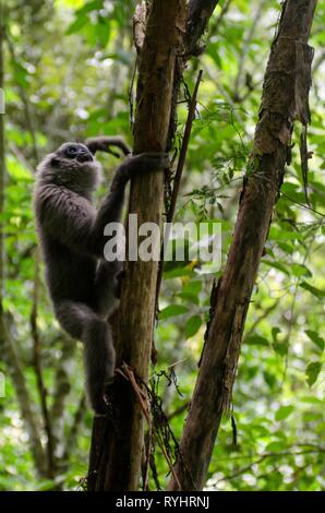 L'ouest de Java. 14Th Mar, 2019. Un Javan gibbon Hylobates Moloch argenté ( ) est vu sur un arbre après avoir libéré le wild à Gunung Tilu conservation sauvage dans l'Ouest de Java, en Indonésie. 14 mars 2019. Deux de Javan silvery gibbons ont été libérés à wild de renforcer la population de ce tournoi. Credit : Septianjar/Xinhua/Alamy Live News Banque D'Images