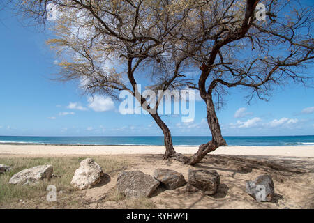 Kalanianaʻole Oahu Hawaii Beach arbres Banque D'Images