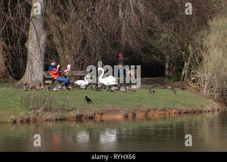 Homme assis sur un banc de nourrir les canards et les cygnes par un étang au soleil dans les parcs de l'Université d'Oxford en hiver / printemps Banque D'Images