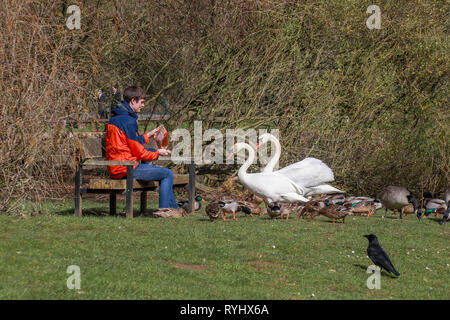 Homme assis sur un banc de nourrir les canards et les cygnes par un étang au soleil dans les parcs de l'Université d'Oxford en hiver / printemps Banque D'Images